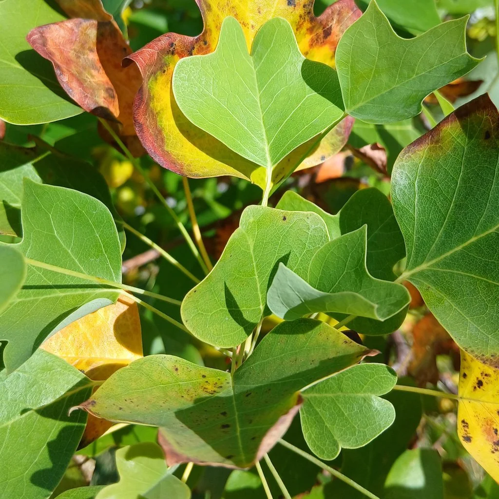 liriododendron-tulipifera-foliage.jpg