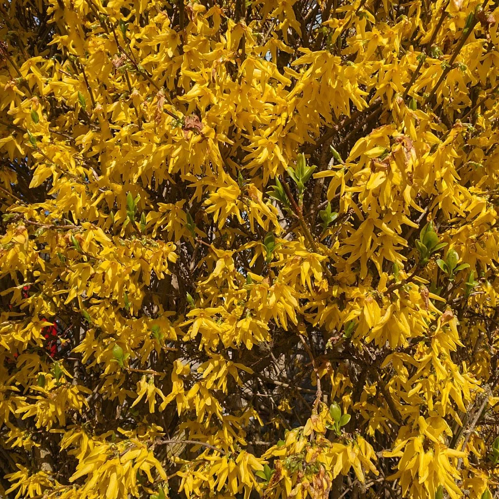 Forsythia-intermedia-Lynwood-Gold-hedge-flowers.jpg