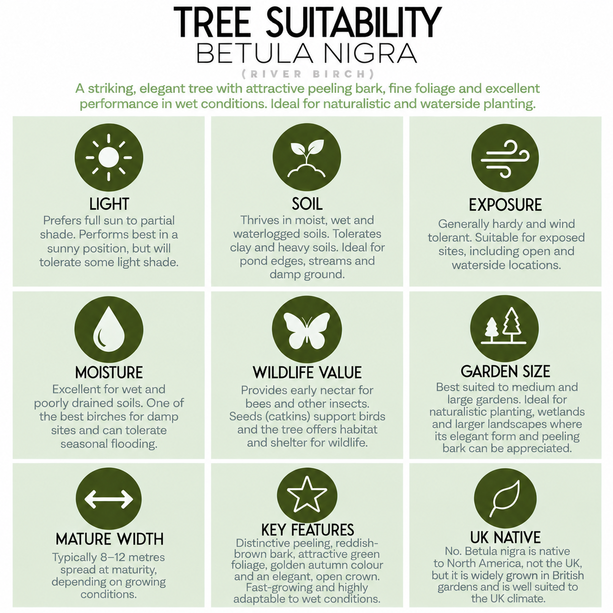 tree-suitability-guide-betula-nigra.png