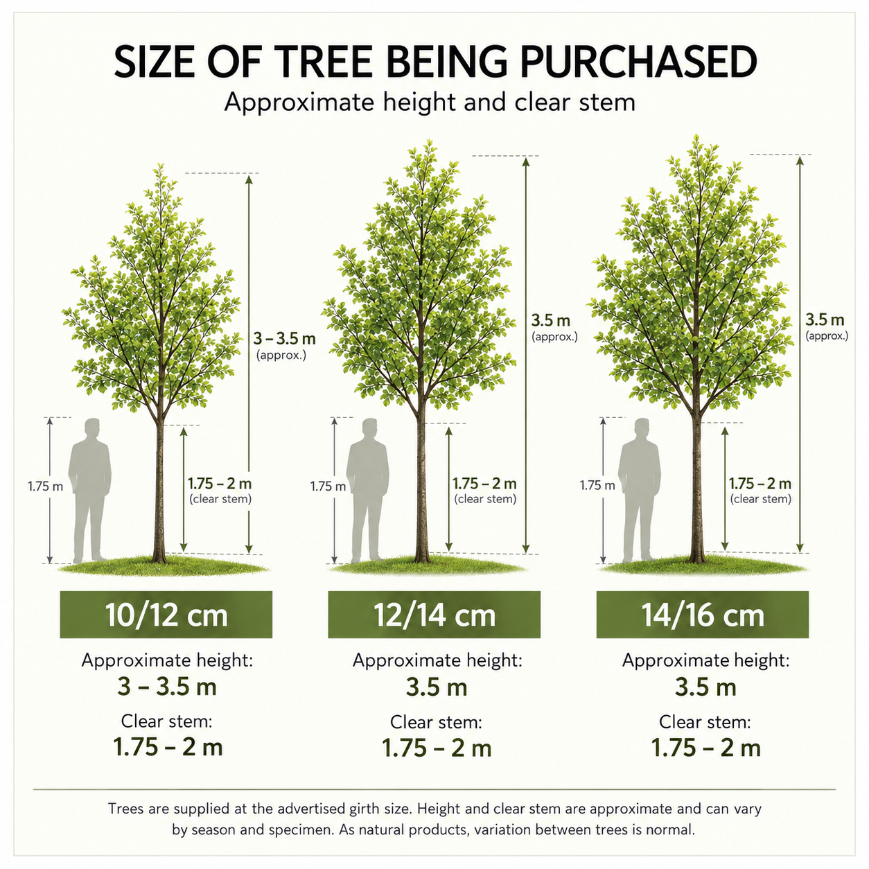 size-of-the-tree-being-purchased.png