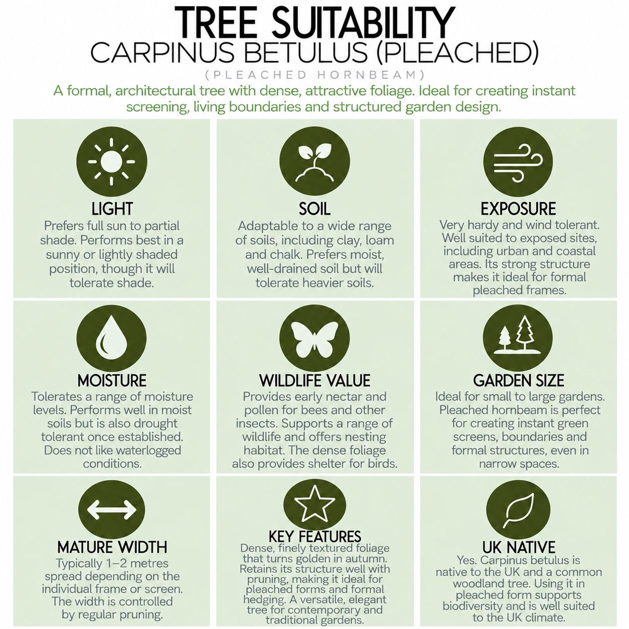 tree-suitability-guide-carpinus-betulus-pleached.png