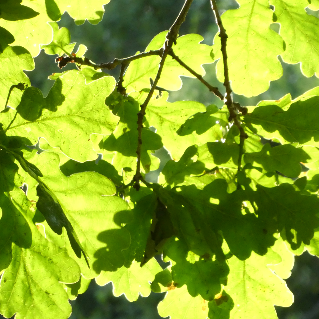 Quercus_Robur_Foliage_001_PRODUCT.png