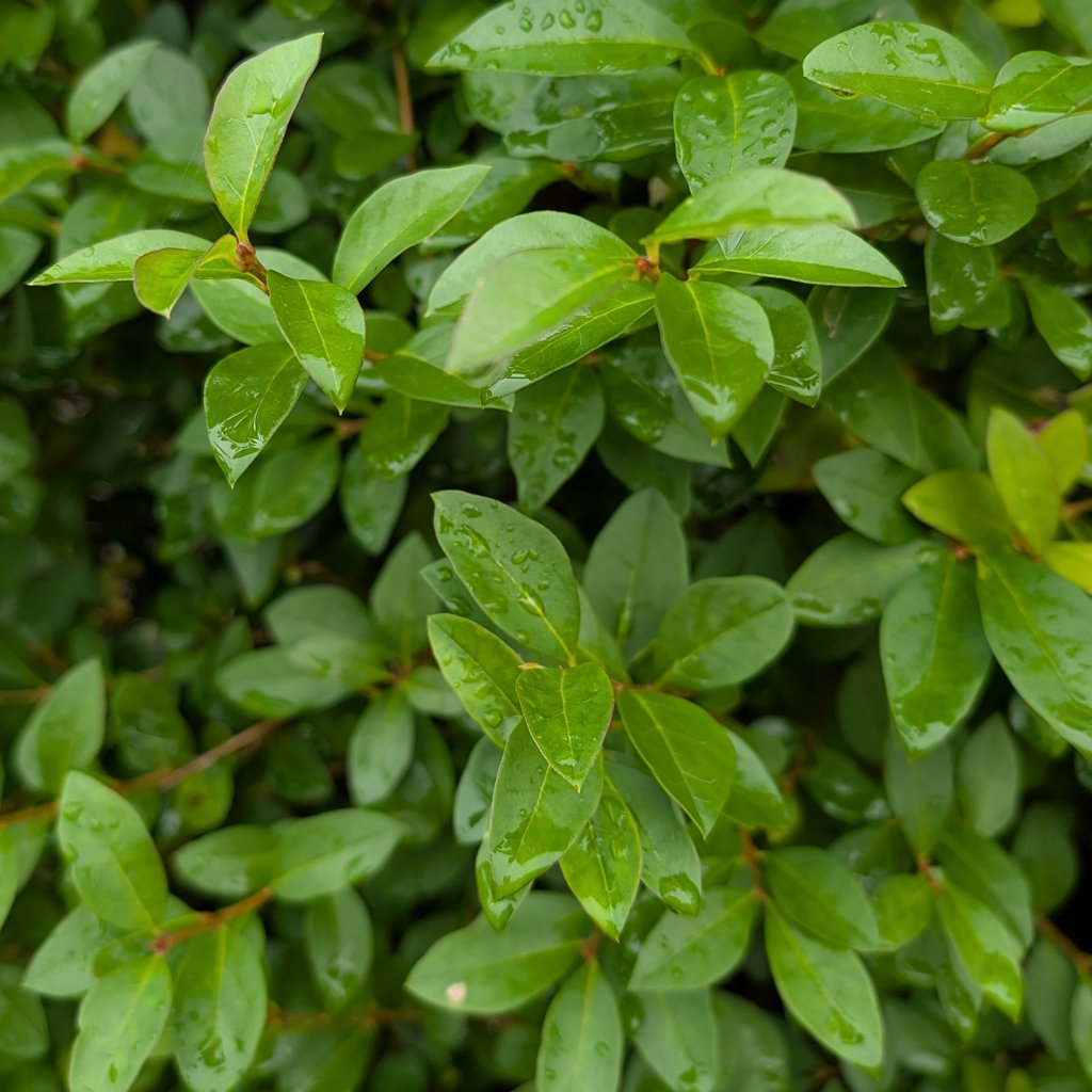 Ligustrum-ovalifolium-hedging-foliage.jpg