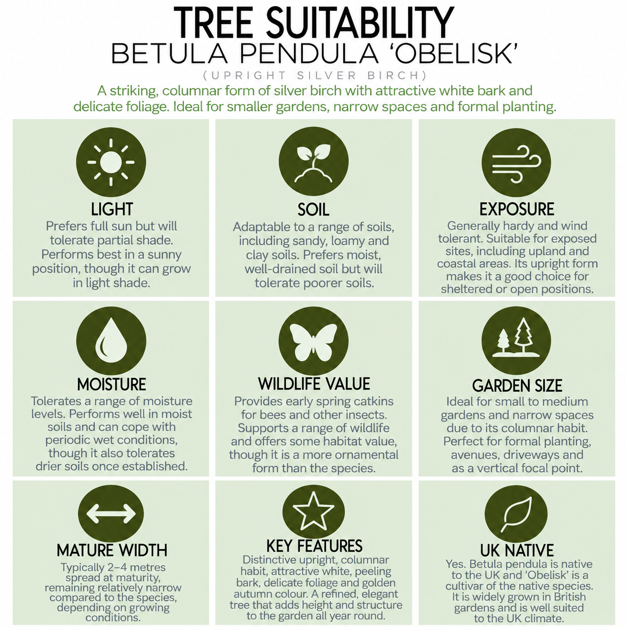tree-suitability-guide-betula-pendula-obelisk.png