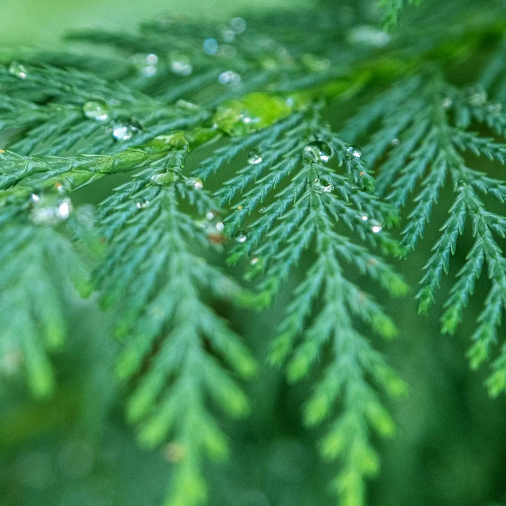 cupressocyparis-leylandii-hedge-foliage.jpg
