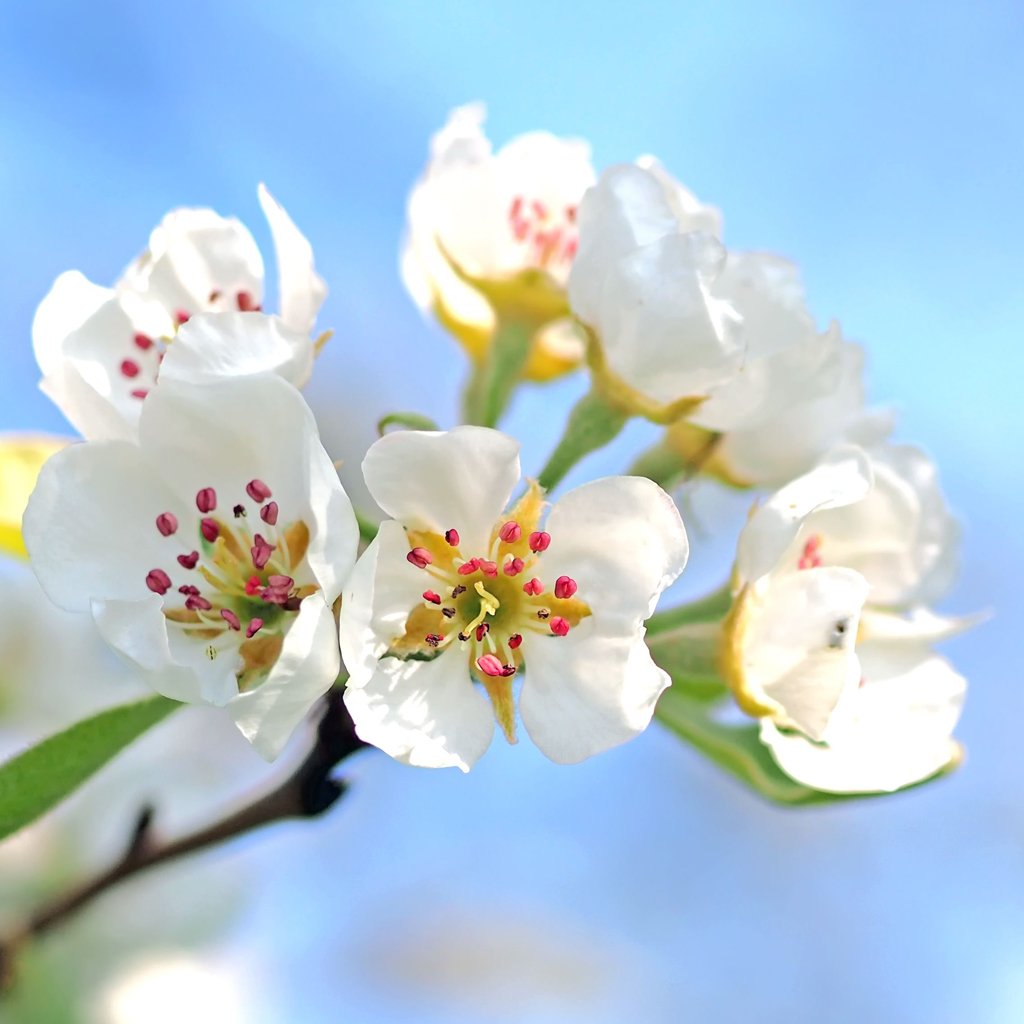 Pyrus calleryana ‘Chanticleer’ – Ornamental Pear Tree
