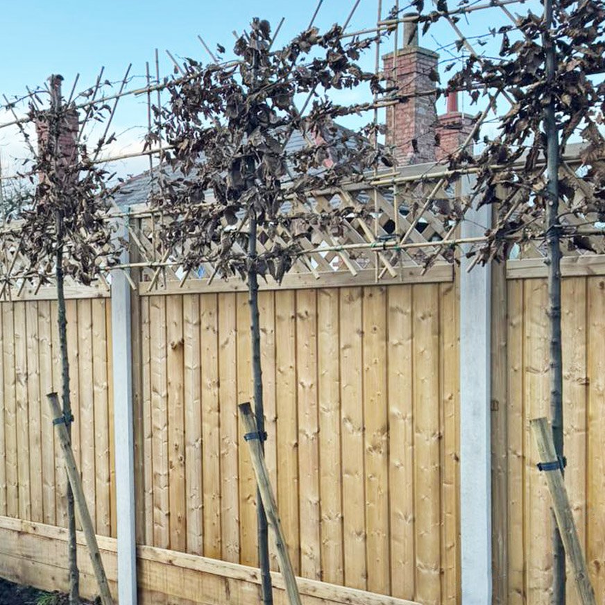 Pleached_Hornbeam_Carpinus_betulus_002.jpg