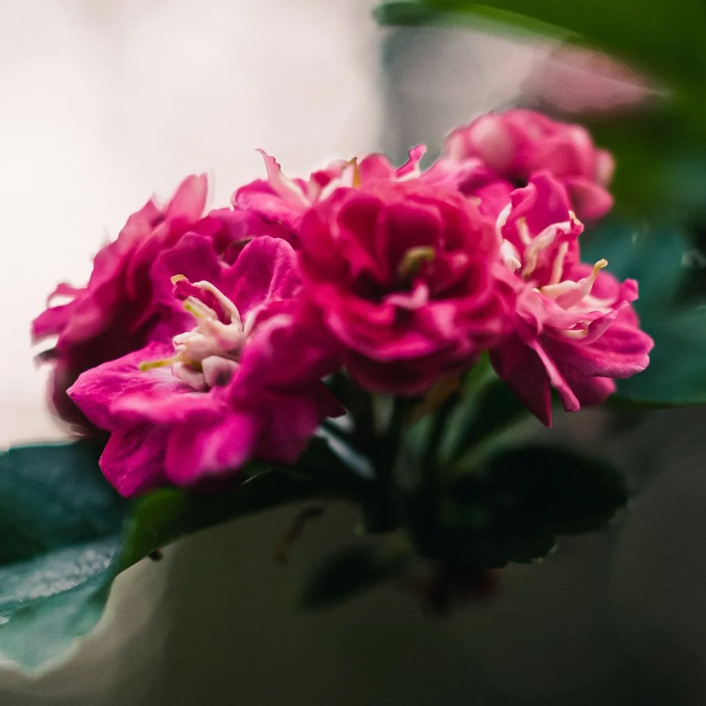 cratagus-pauls-scarlet-flowers.jpg