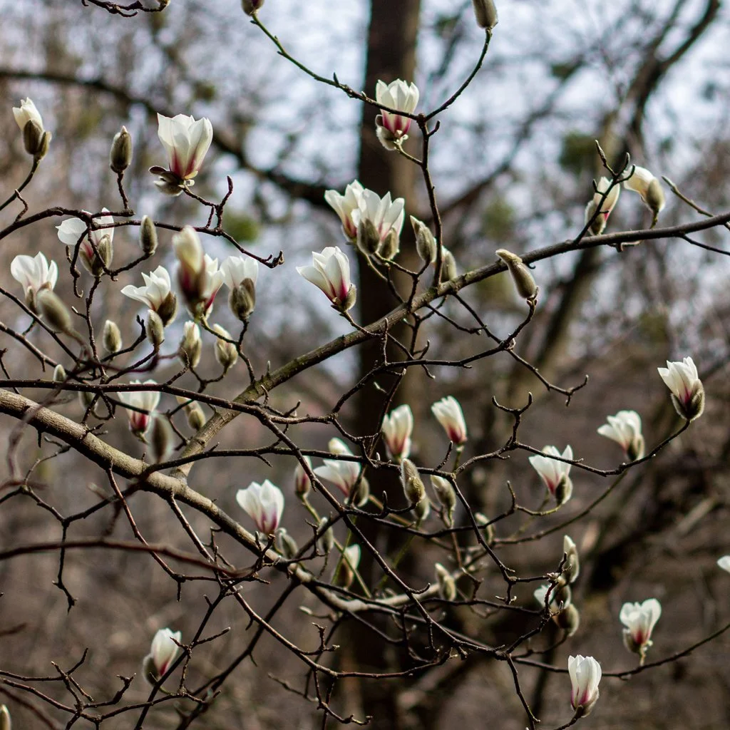 magnolia-stellata-branch-with-flowers.jpg