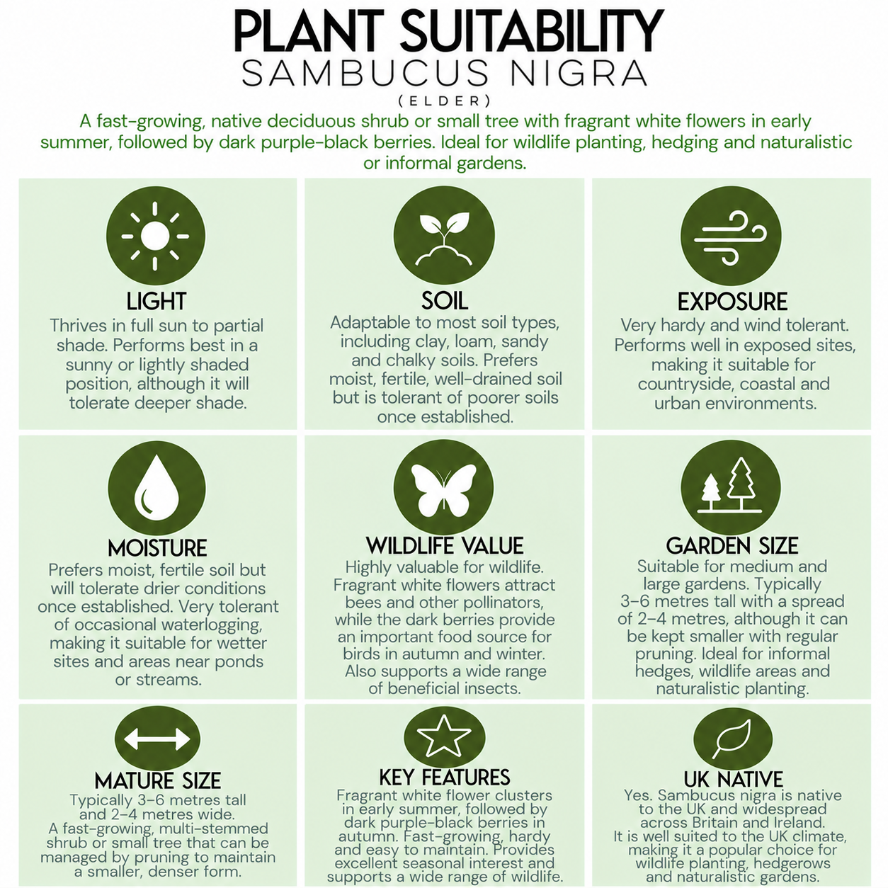 tree-suitability-guide-sambucus-nigra.png