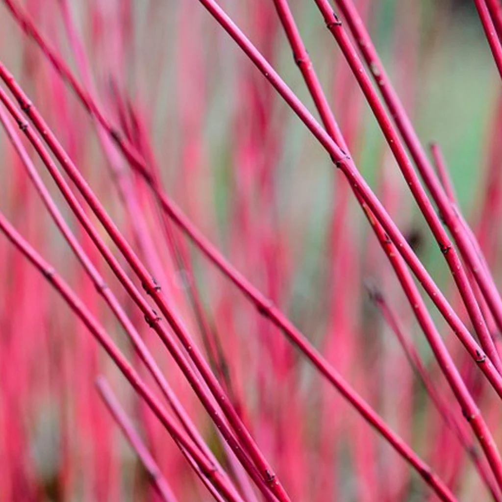 Cornus alba 'Sibirica' Hedging (Rootballed)