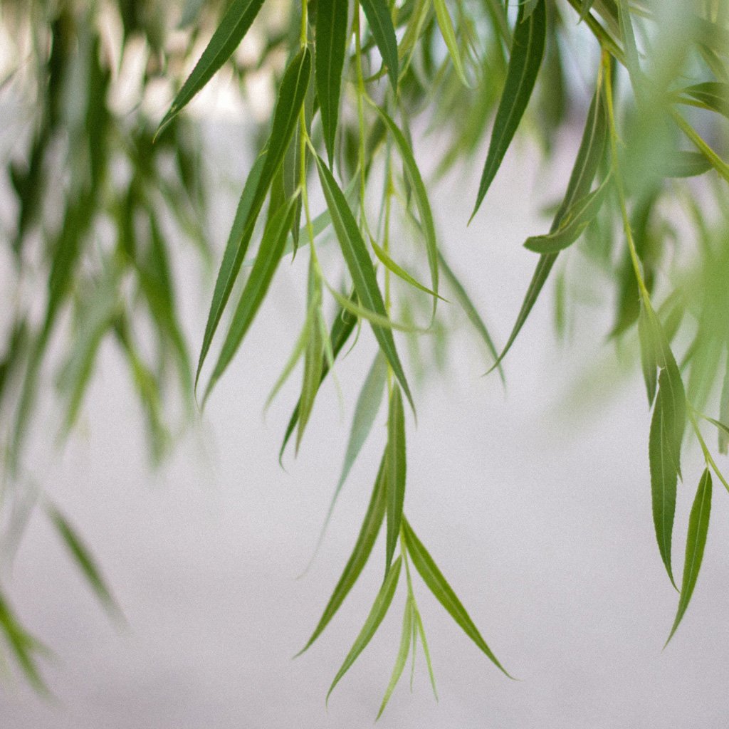 salix-x-sepulcralis-chrysocoma-leaves.jpg