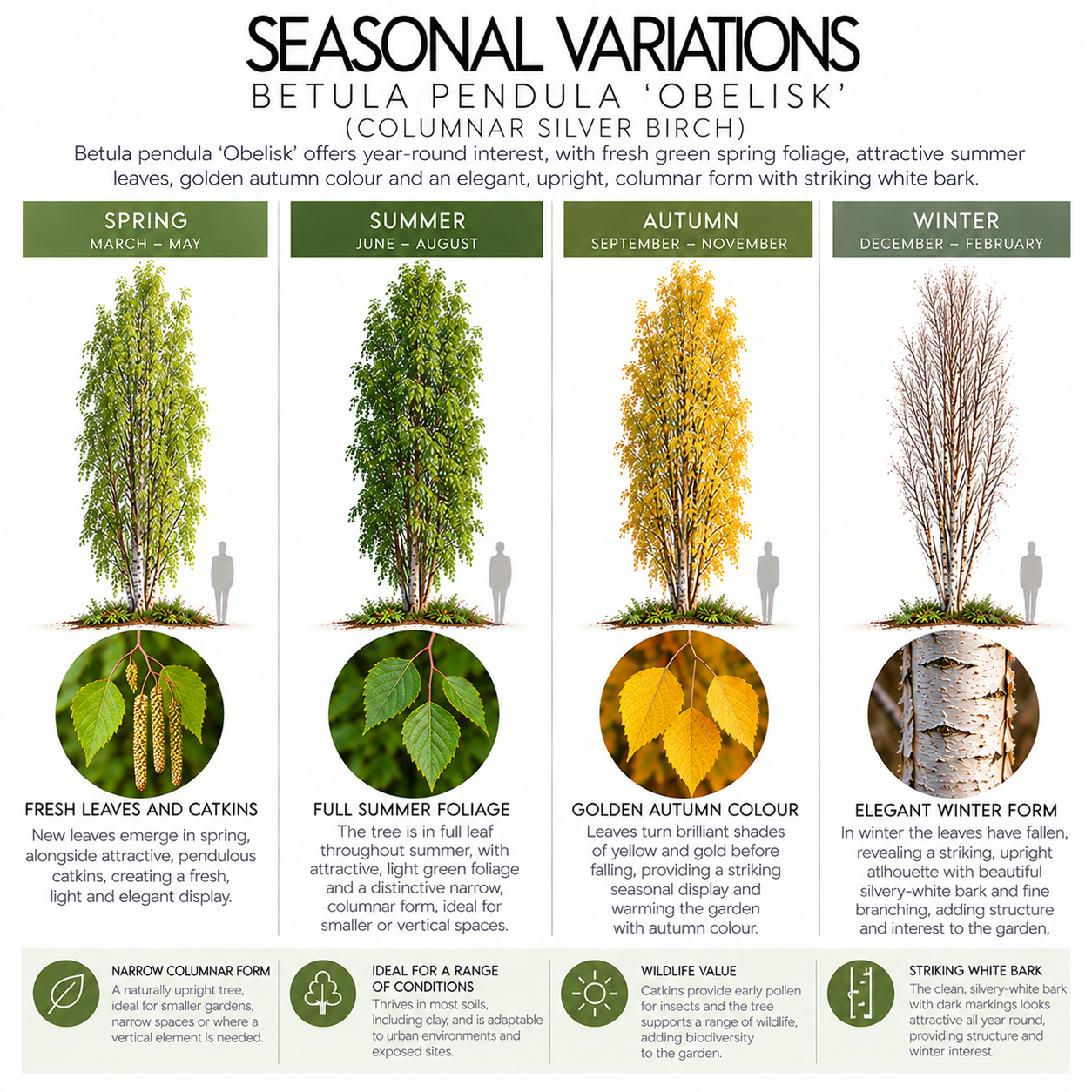 betula-pendula-obelisk-seasonal-variation.png