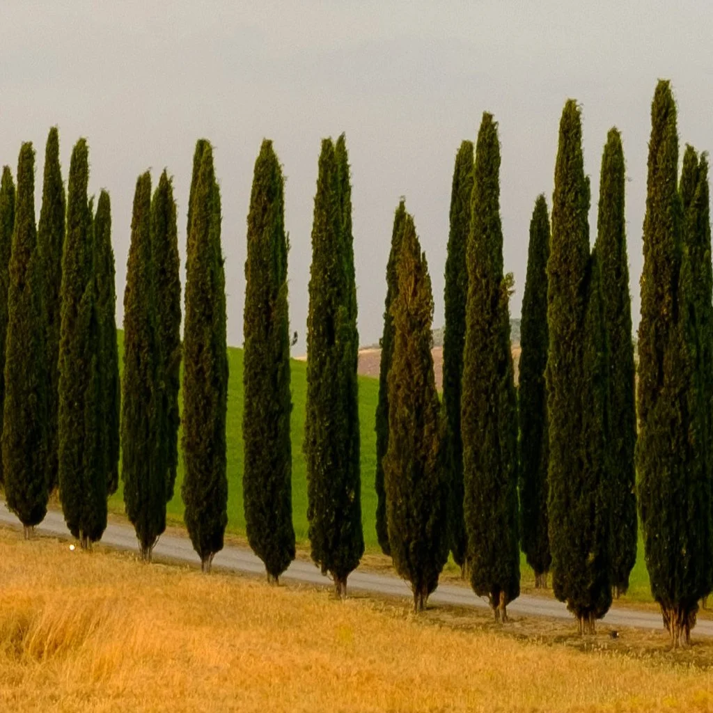 cupressus-sempervirens-avenue.jpg