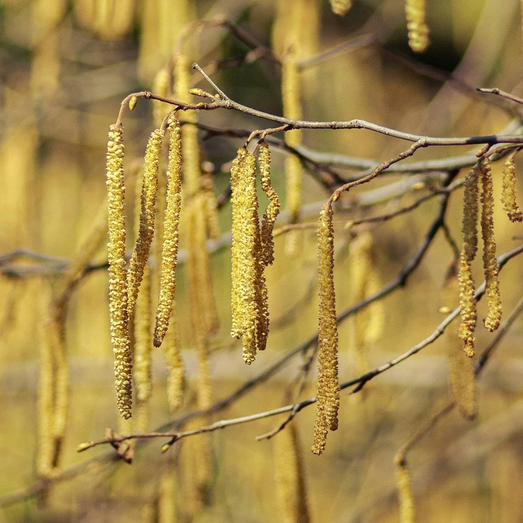 corylus-avellana-catkins.jpg
