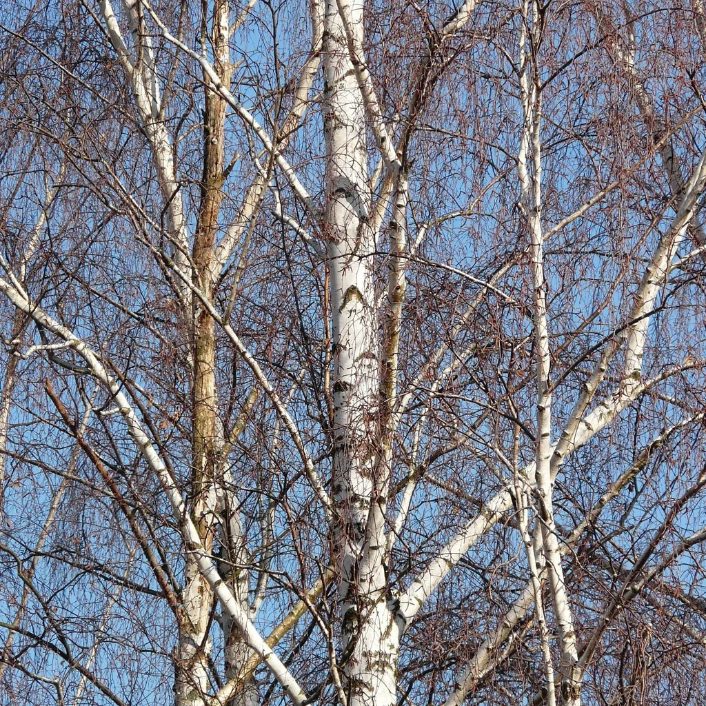 betual-pendula-winter.jpg