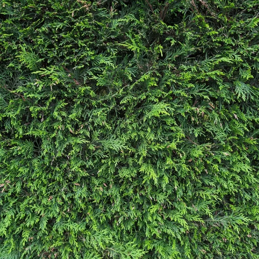 cupressocyparis-leylandii-hedging.jpg