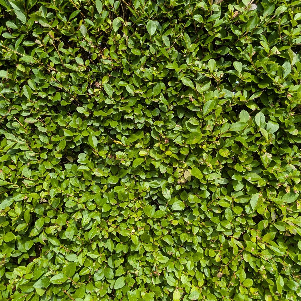 Ligustrum-ovalifolium-hedging-close-up.jpg