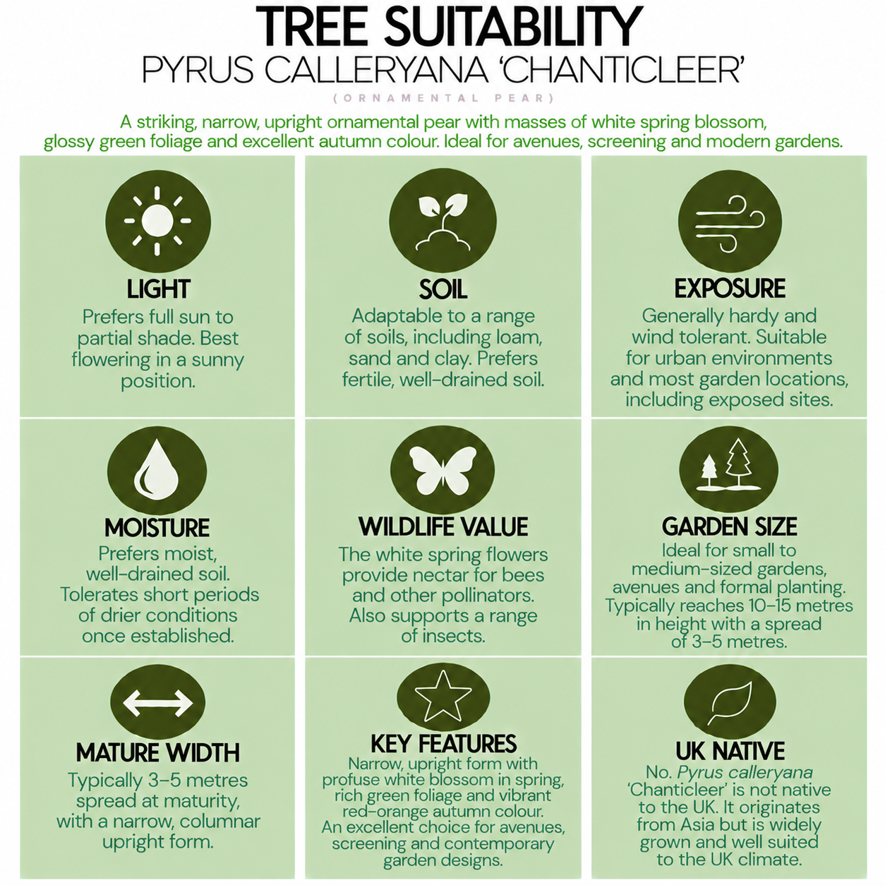 tree-suitability-guide-pyrus-calleryana-chanticleer.png