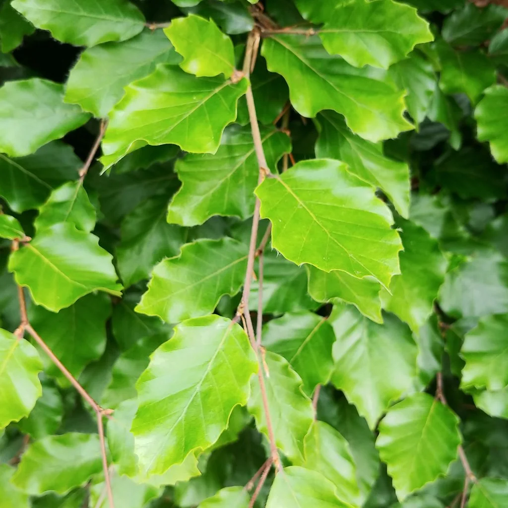 Fagus sylvatica - Green Beech Tree