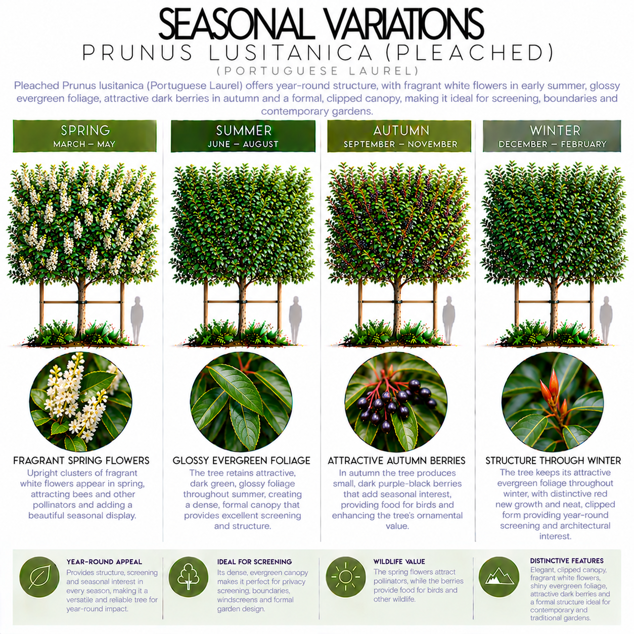 prunus-lusitanica-pleached-seasonal-variationl.png
