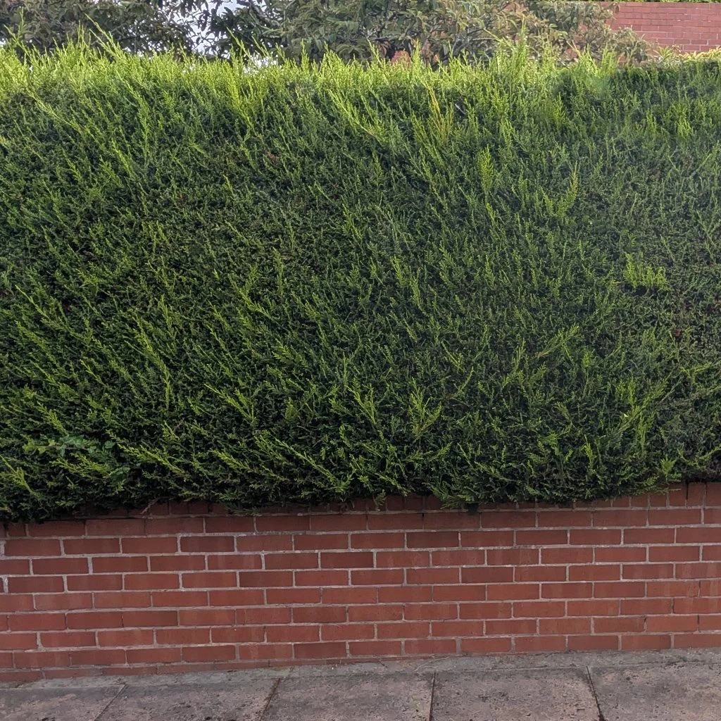 thuja-plicata-atrovirens-hedge-and-wall.jpg