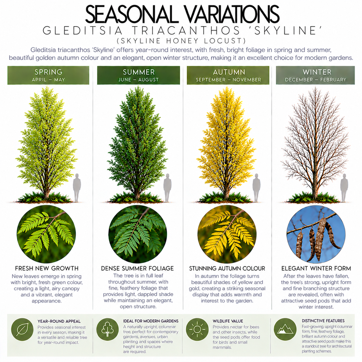 gleditsia-triacanthos-skyline-seasonal-variation.png