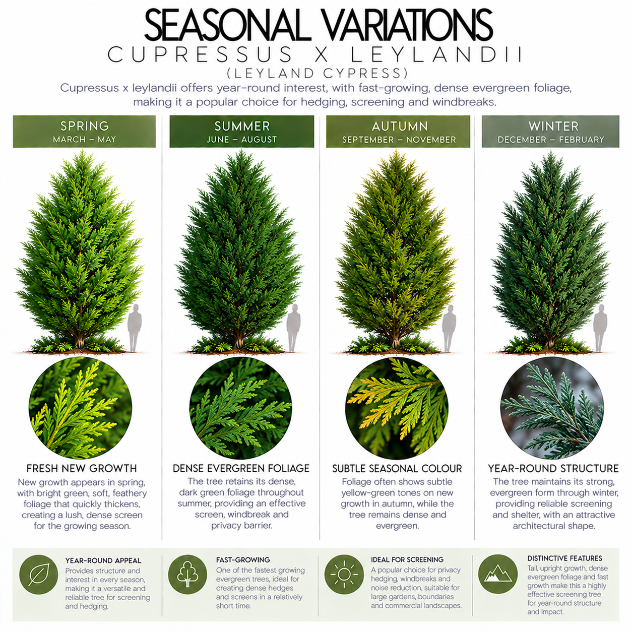 cupressus-x-leylandii-seasonal-variations.png