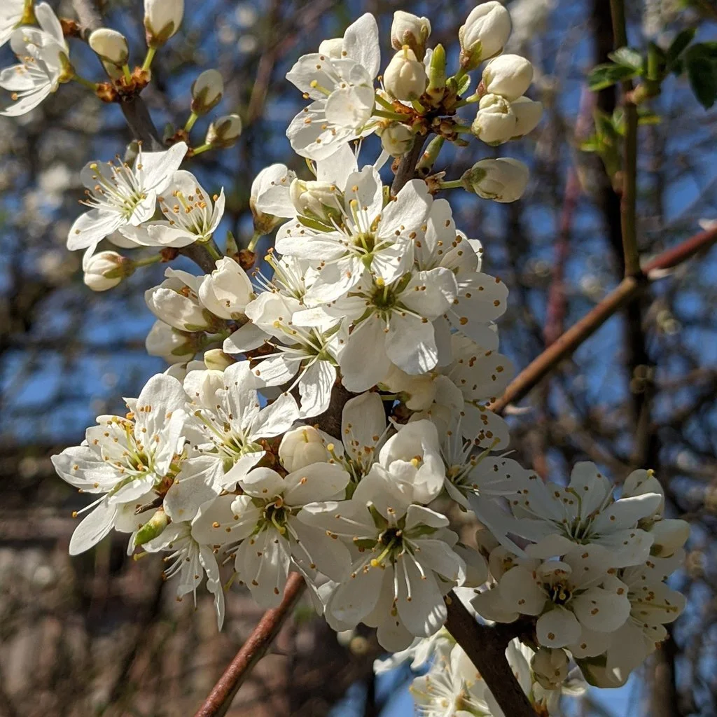 prunus-spinosa-hedging-flowers.jpg