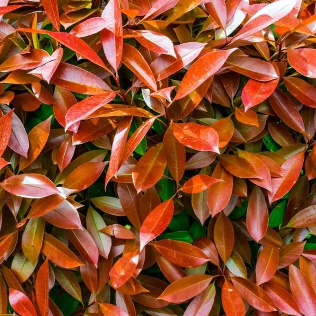 Photinia-fraseri-Red-Robin-hedging.jpg