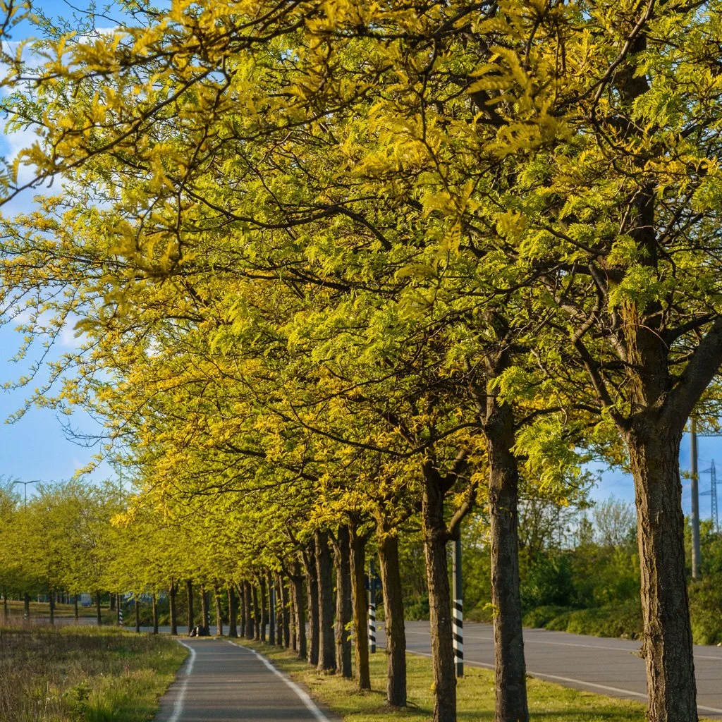 gleditsia-triacanthos-skyline-trees.jpg