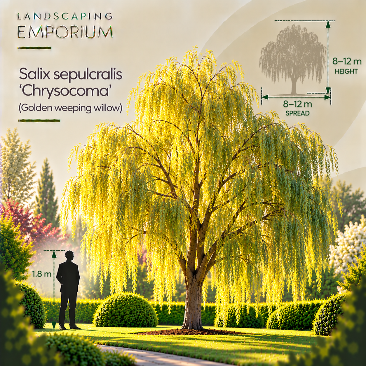 mature-size-diagram-salix-sepulcralis-chrysocoma.png