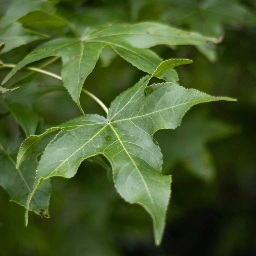 liquidambar-styraciflua-worplesdon-summer-leaves-on-branch.jpg