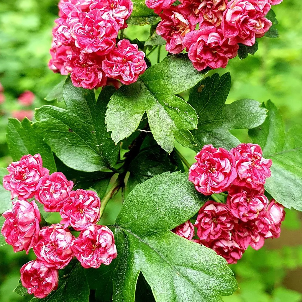 cratagus-pauls-scarlet-leaves-and-flowers.jpg
