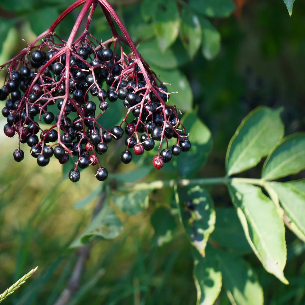 sambucus-nigra-hedging-berries.jpg