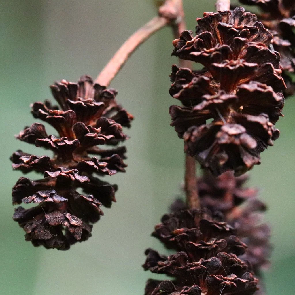 alnus-incana-seed-heads.jpg