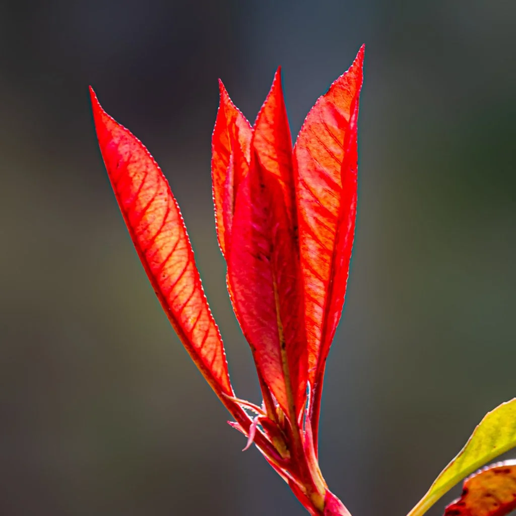 photinia-x-fraseri-red-robin-spring-growth.jpg