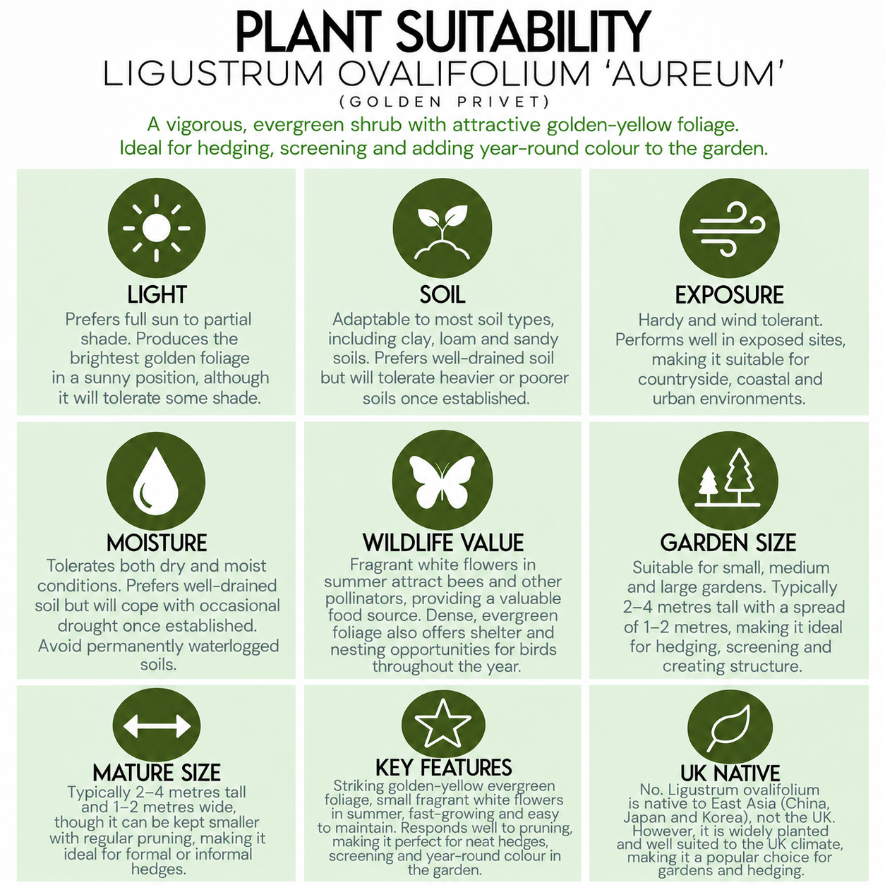 plant-suitability-guide-ligustrum-ovalofolium-aureum.png
