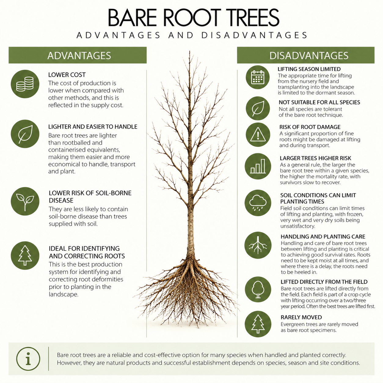 bare-root-trees-pros-and-cons.png