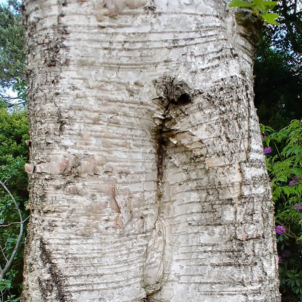 betual-pendula-bark.jpg