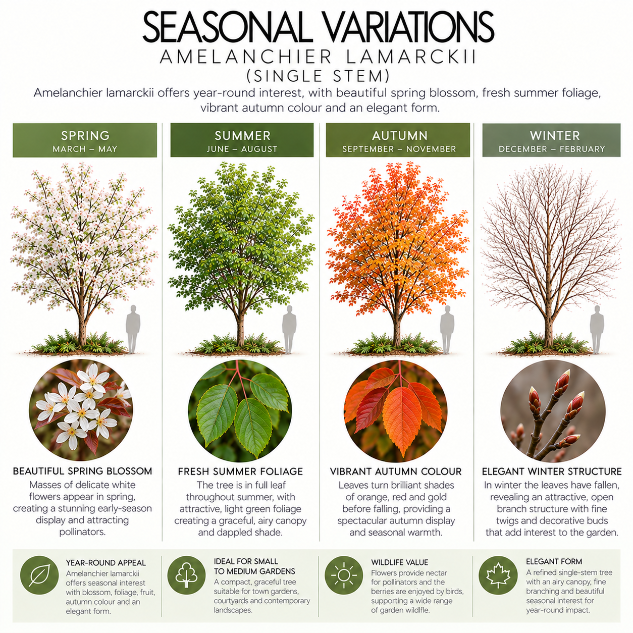 amelanchier-lamarckii-seasonal-variations.png