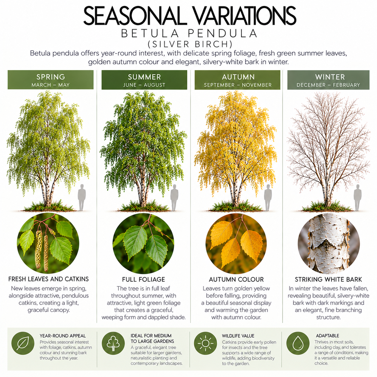 betula-pendula-seasonal-variation.png