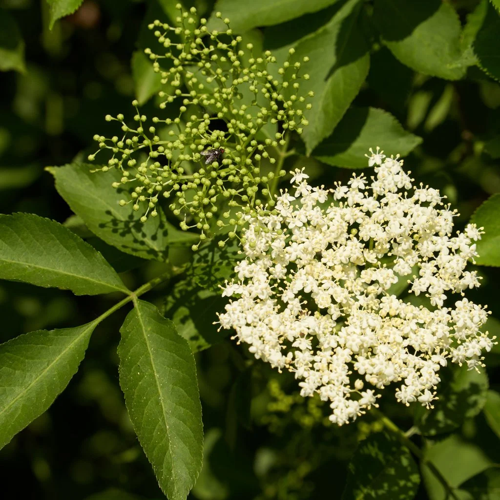 sambucus-nigra-hedge-flowers-and-leaves.jpg