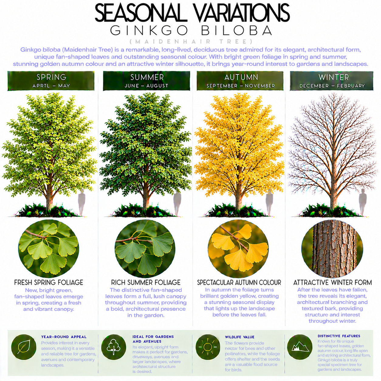 ginkgo-biloba-seasonal-variations.png