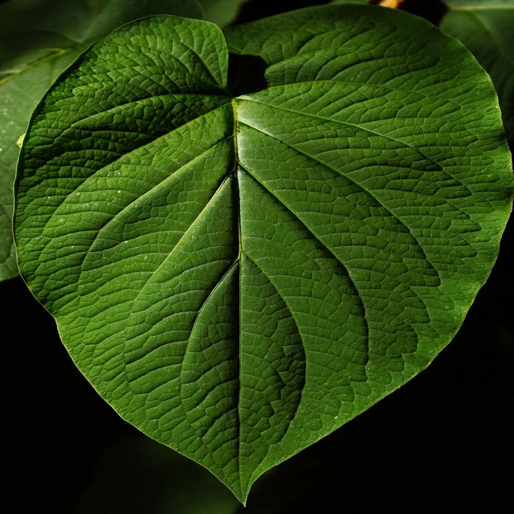cercis-candenisis-summer-foliage.jpg