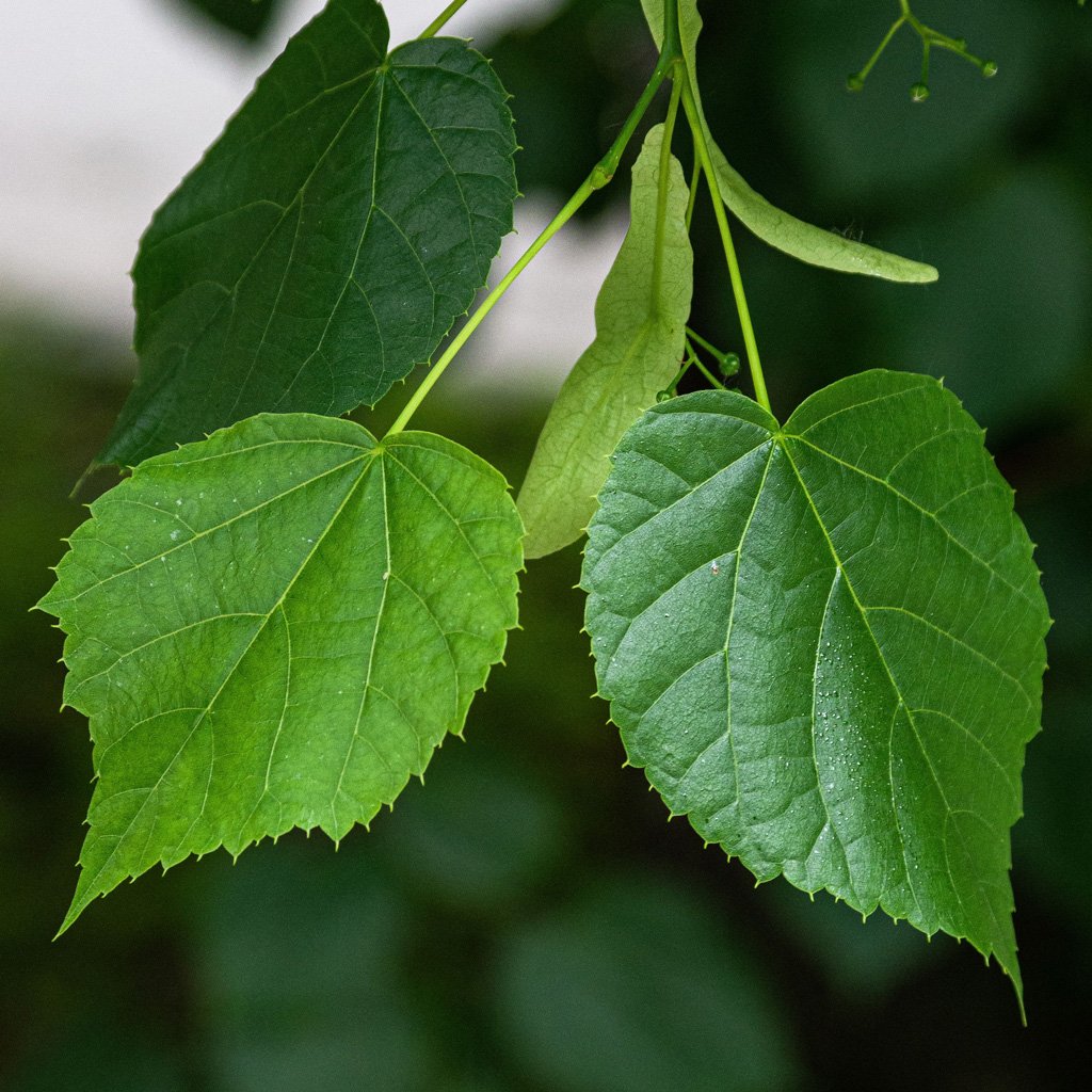 tilia-cordata-greenspire-leaves.jpg