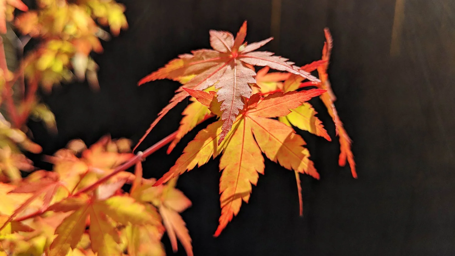 Close-up of autumn leaves on a branch, showcasing various shades of red, orange, and yellow against a black background.