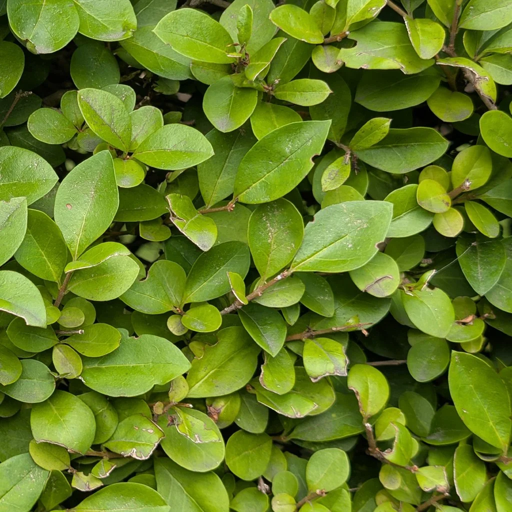 Ligustrum-ovalifolium-hedge-close-up.jpg