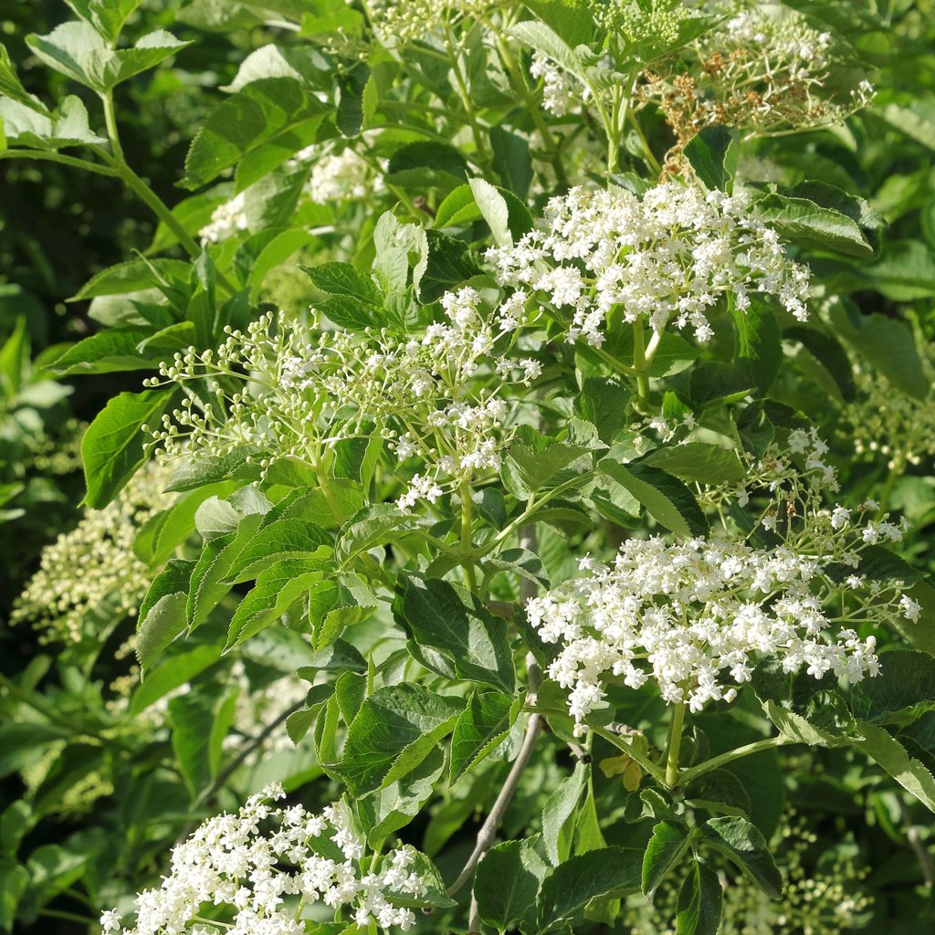 sambucus-nigra-hedging-flowers.jpg