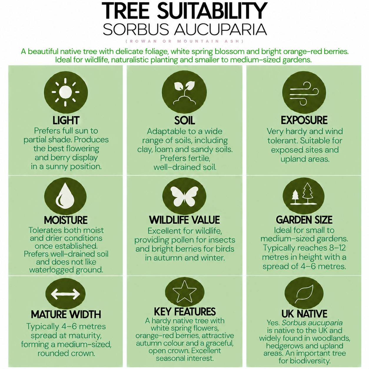 tree-suitability-guide-sorbus-aucuparia.png